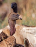 Rüppell's Vulture (Rüppell's Griffon)